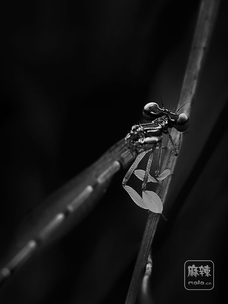 _DSC8850暗调.jpg