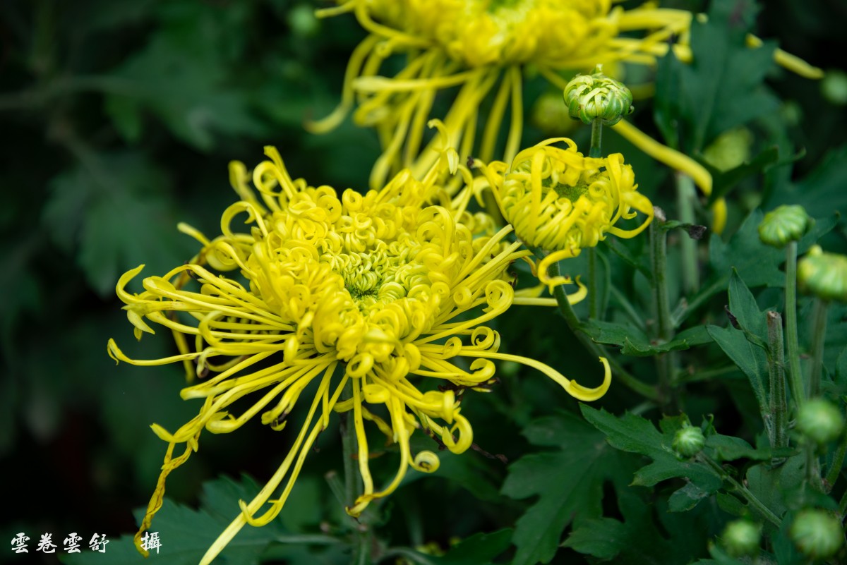 conew__dsc9523.jpg