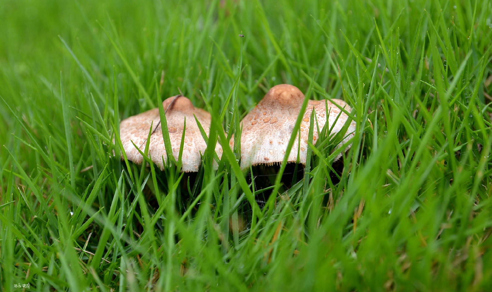 湿地草丛中的小蘑菇