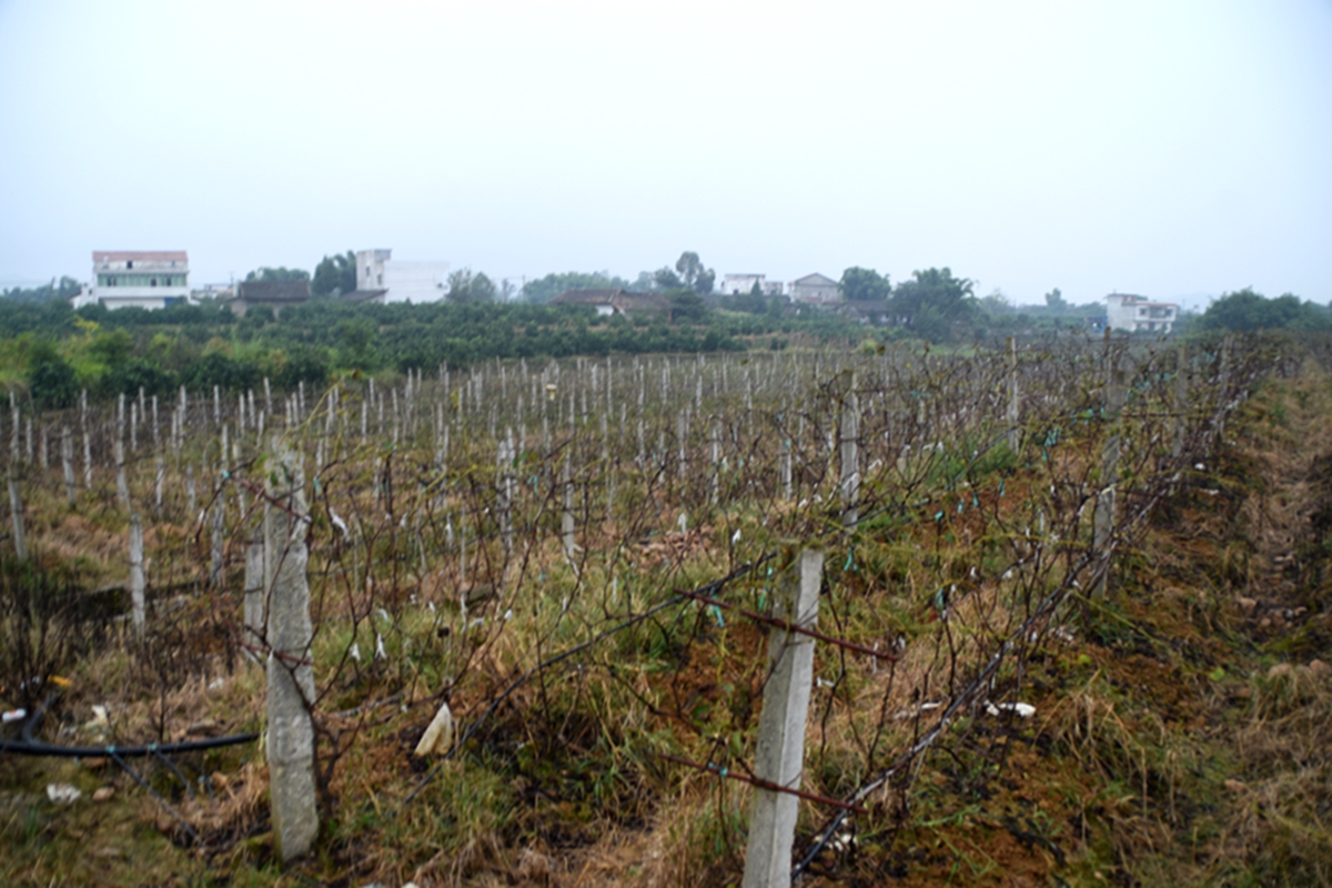 DSC_0962.jpg