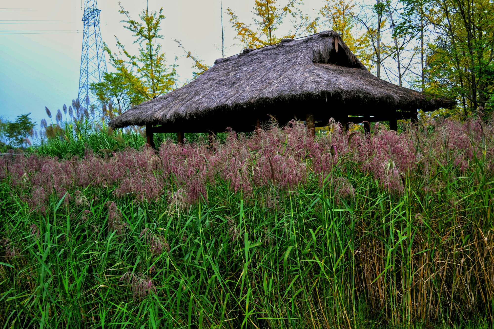 DSC_6375-01.jpeg
