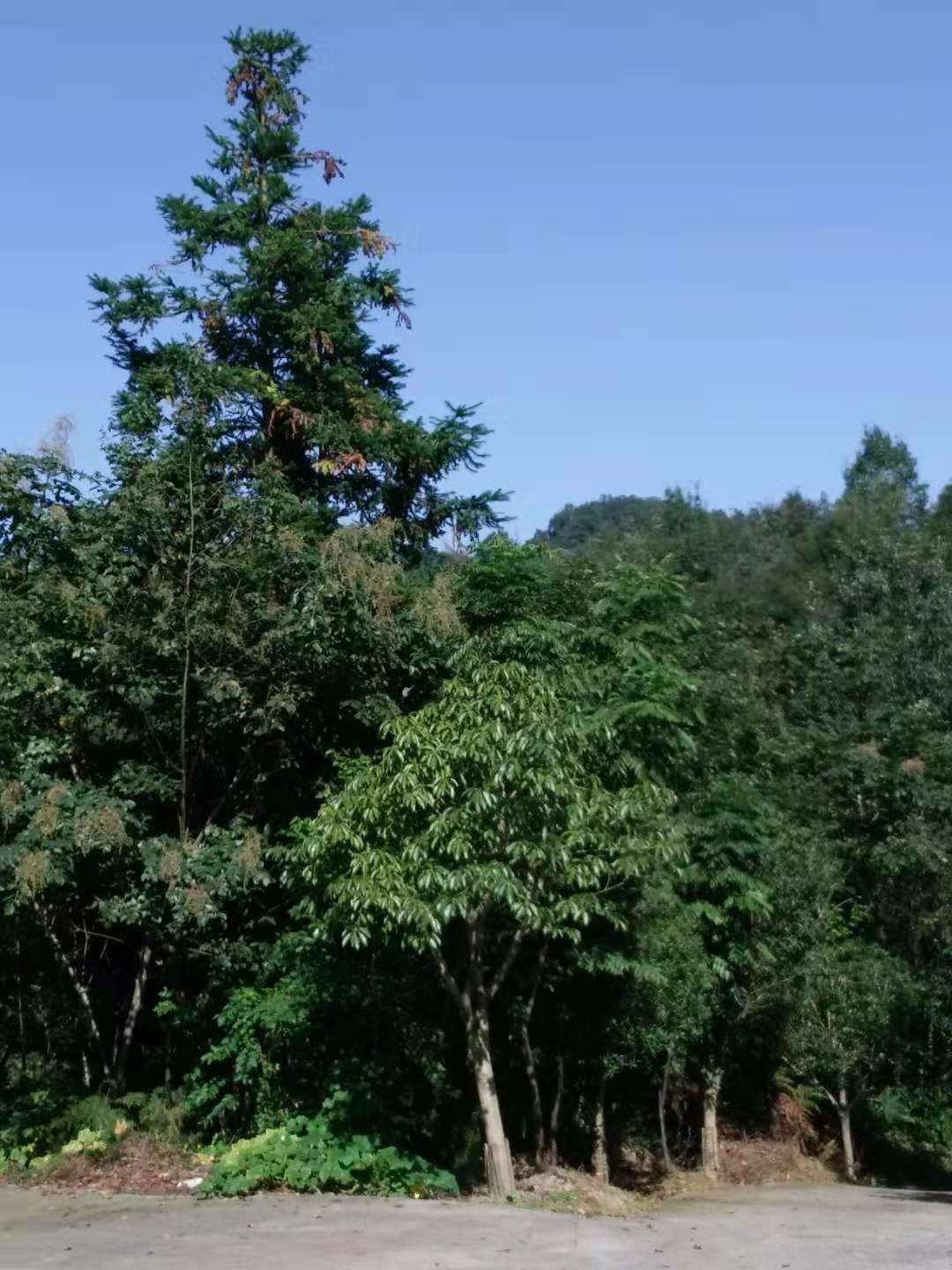 微信图片_20181010145210.jpg