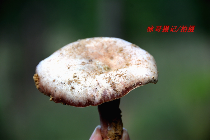 ���� DSC_0641ɽ��Ұ��.JPG