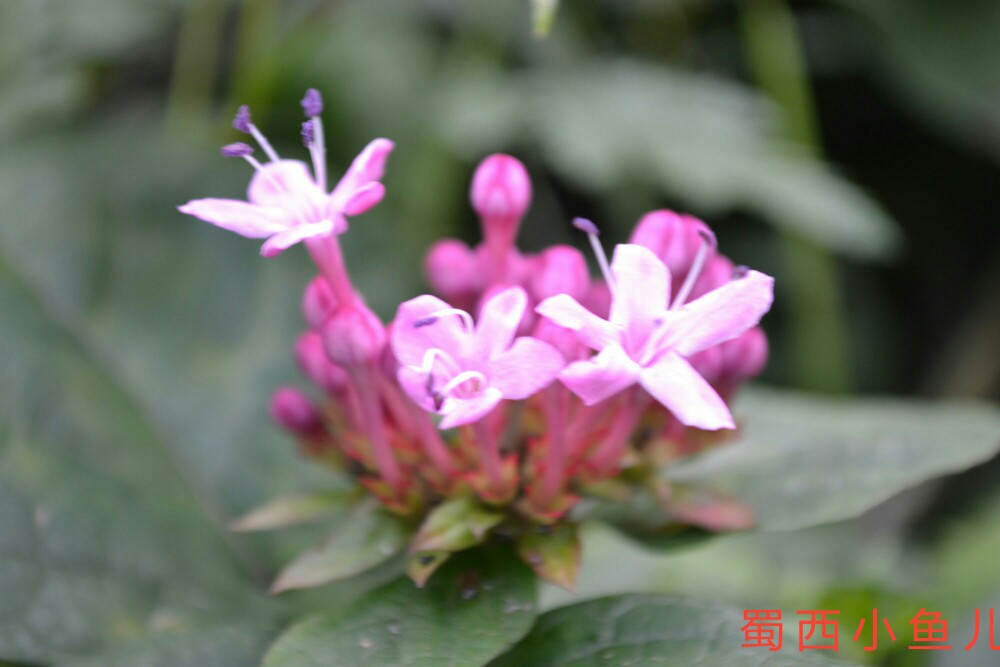 DSC_0220-01.jpeg