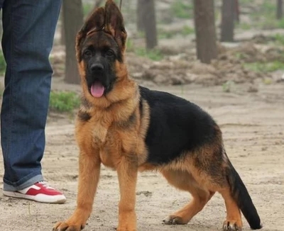 看家护院好帮手 德牧幼犬出售