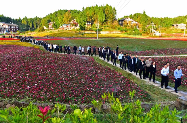 美丽乡村入画来 -全市乡村振兴大会现场参观考