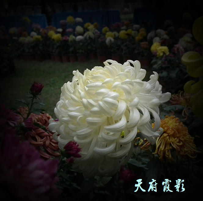 DSCF2602.jpg