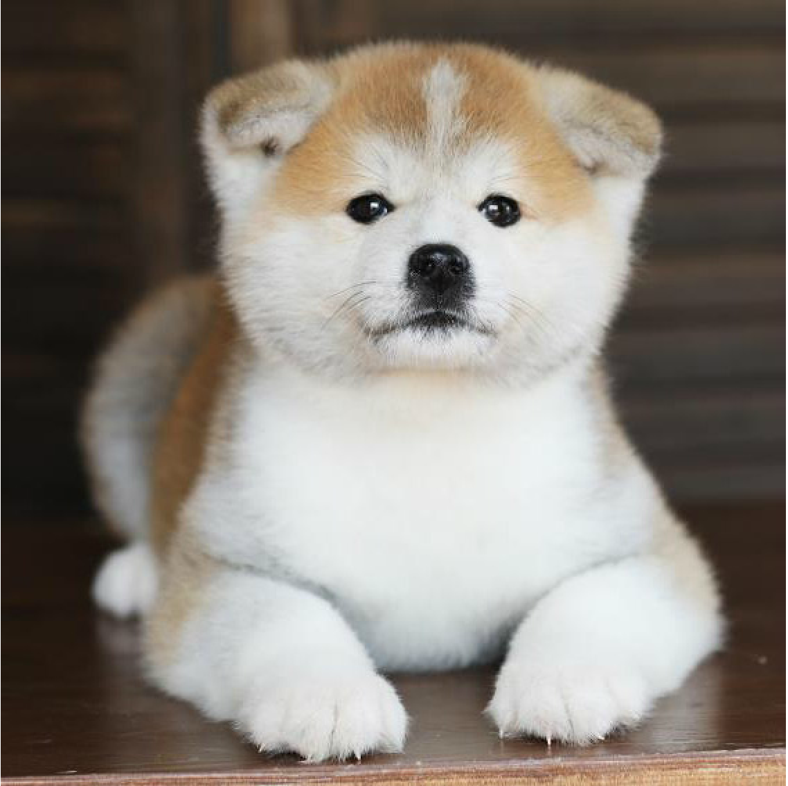 正中日美系秋田幼犬出售