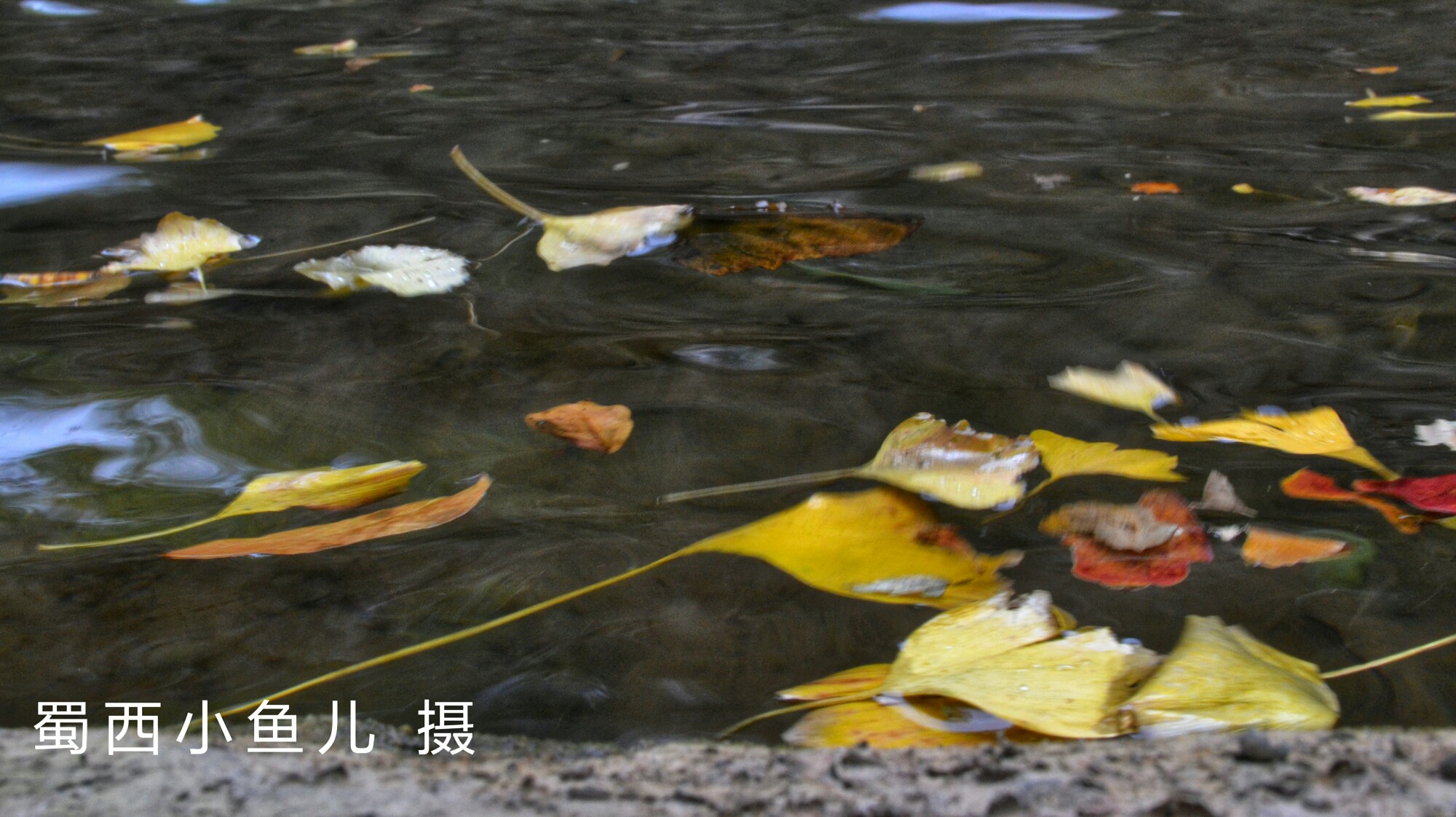 DSC_0228-01.jpeg