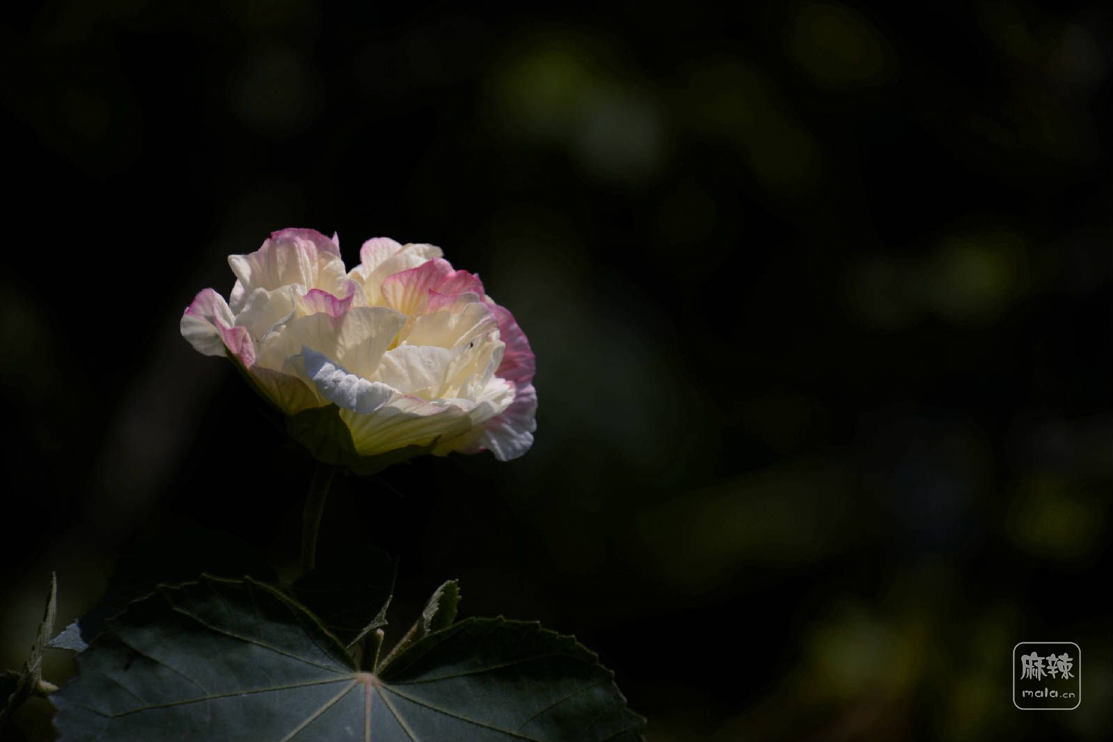 _DSC7315_副本.jpg