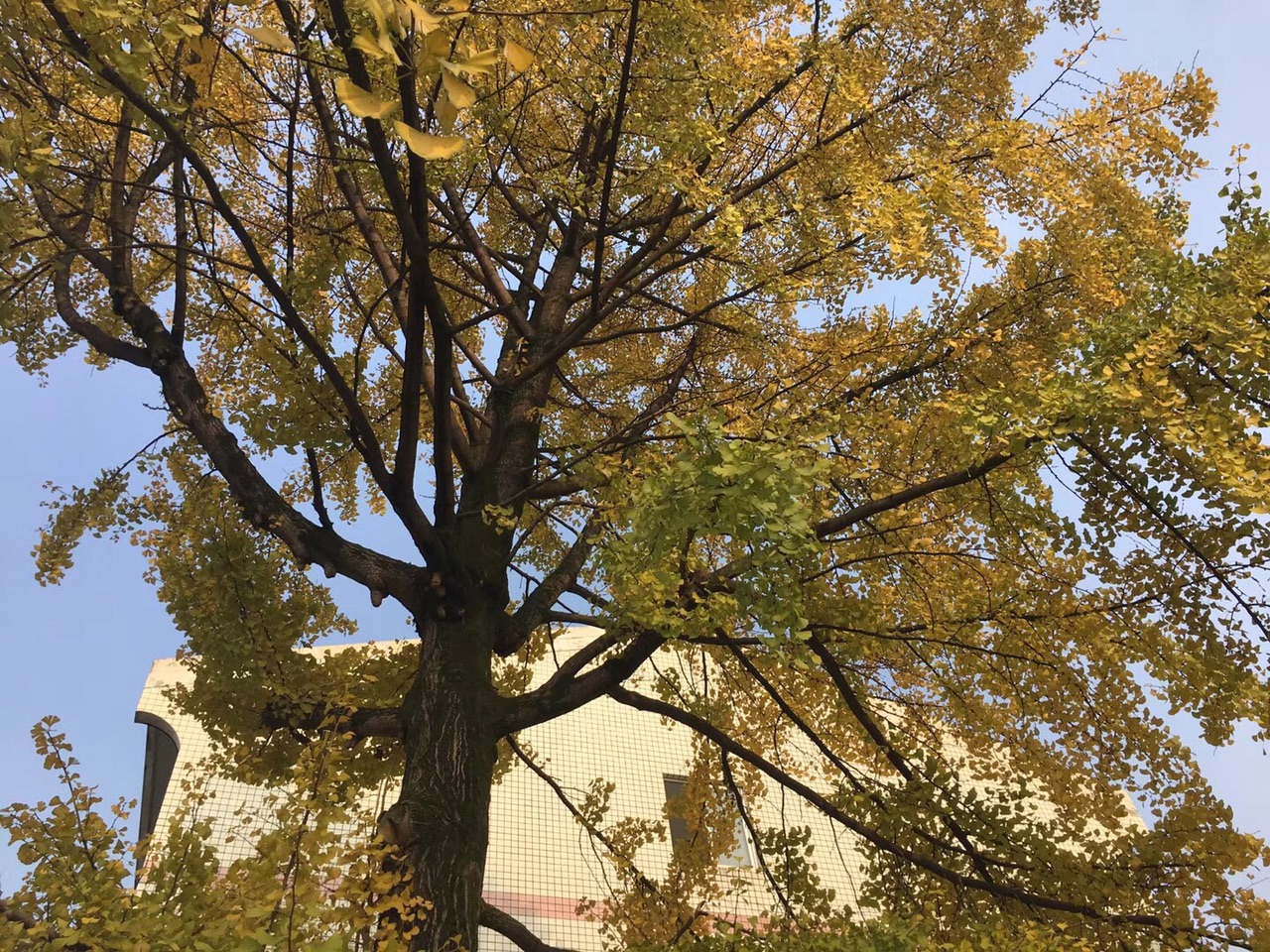 201811167546429154234844705641.jpg