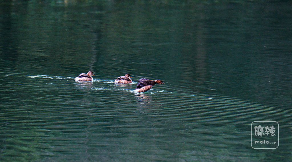 _DSC8611.jpg