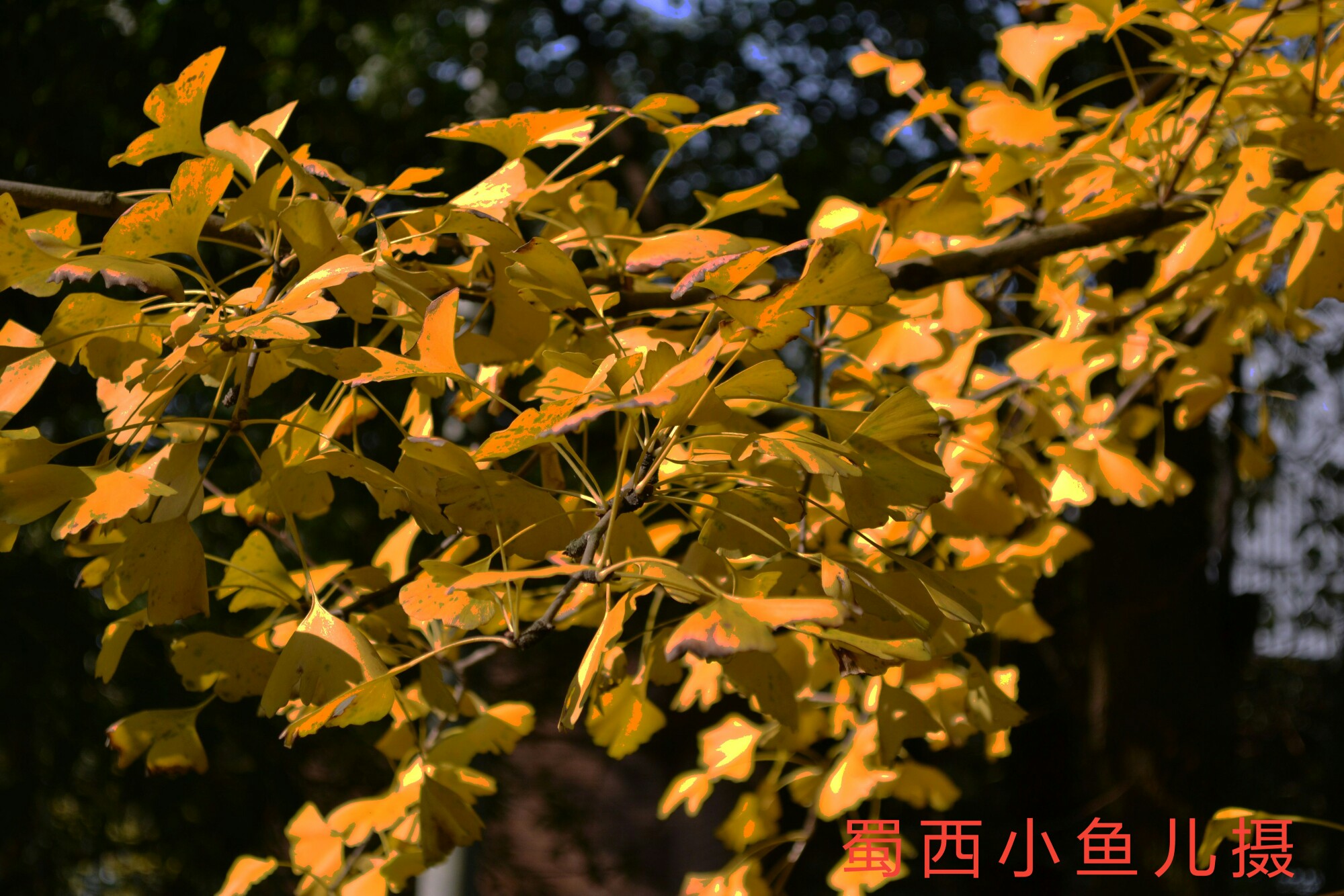 DSC_0008(1)-01.jpeg