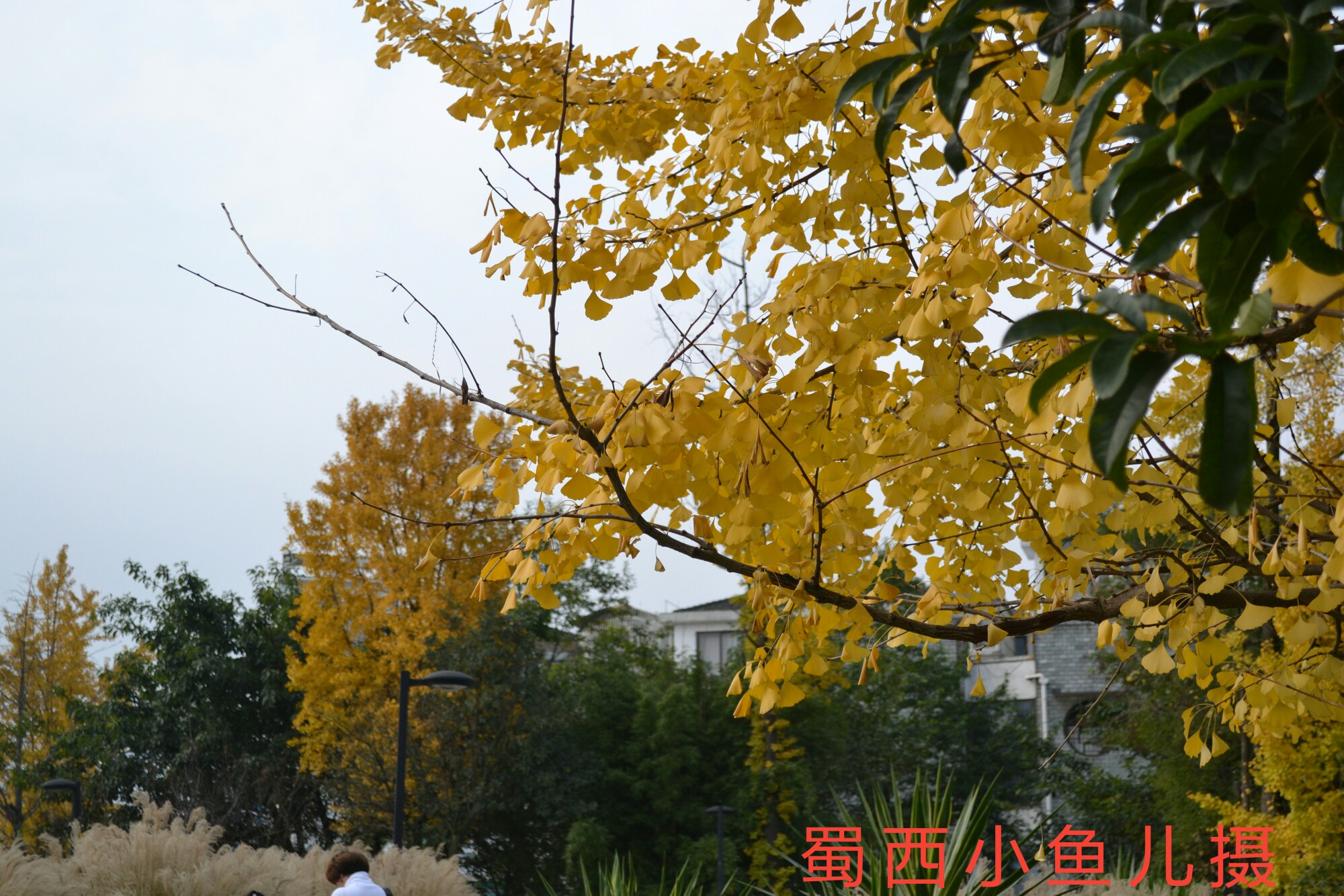  DSC_0079-01.jpeg