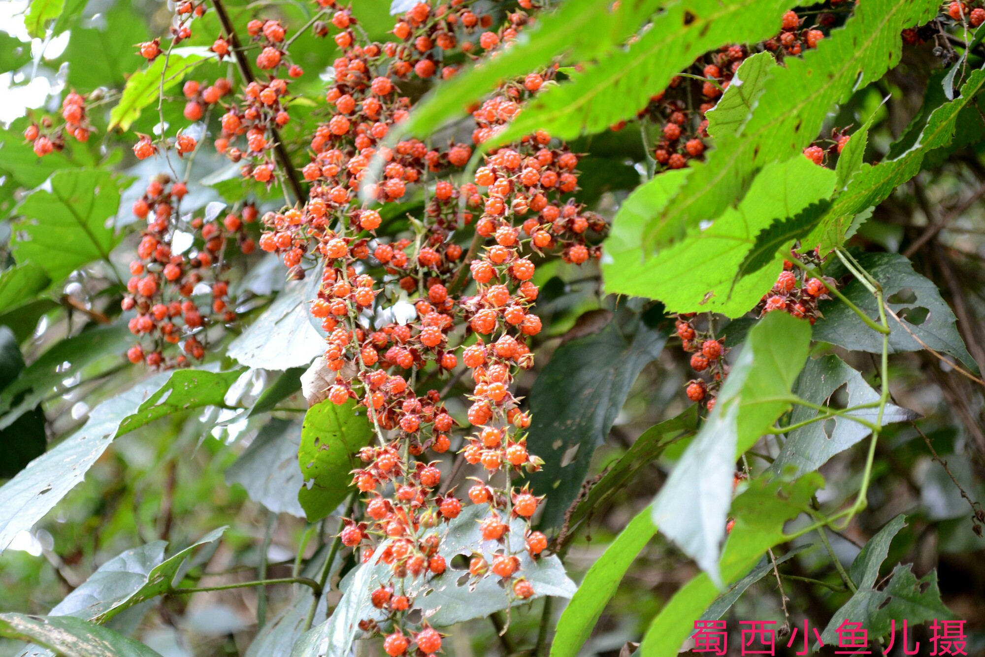 DSC_0027-01.jpeg