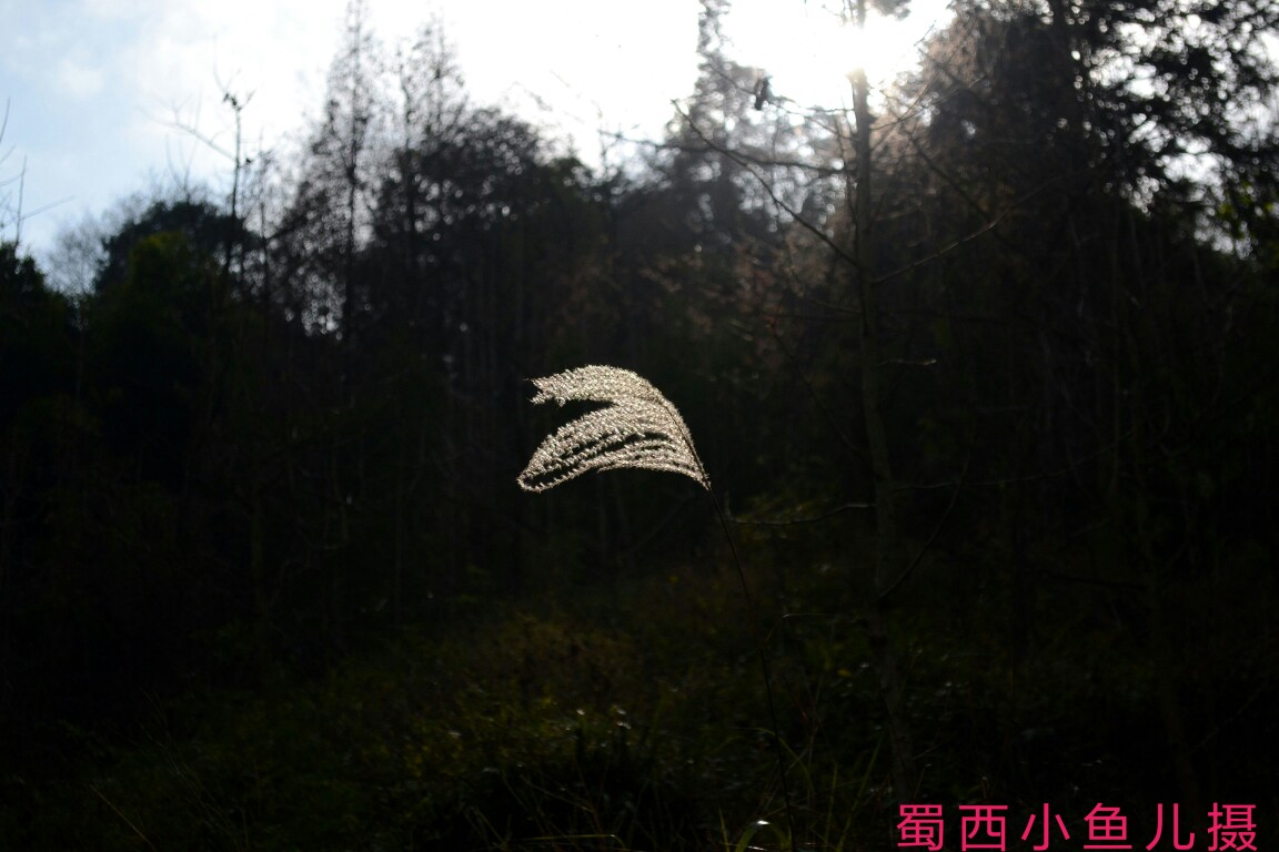 DSC_0040-01.jpeg