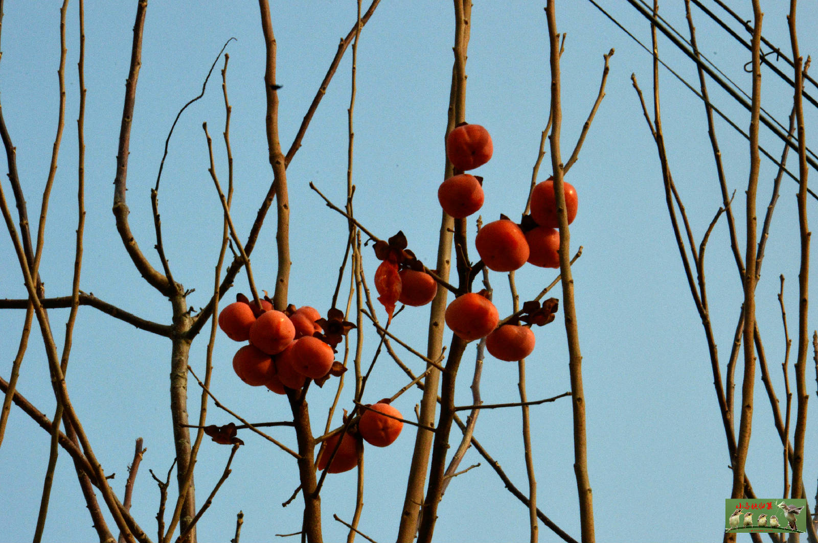 DSC_0009_爱奇