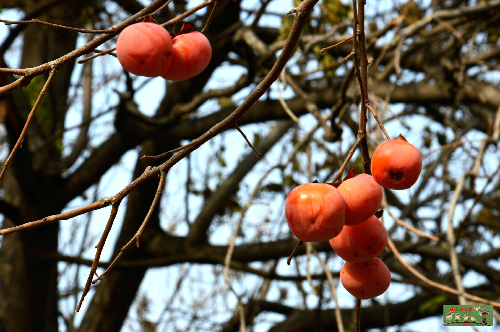 DSC_0064_爱奇