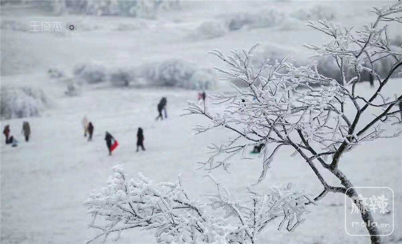 重庆仙女山终迎降雪，高清雪景美图养眼！ 麻辣摄影 麻辣社区