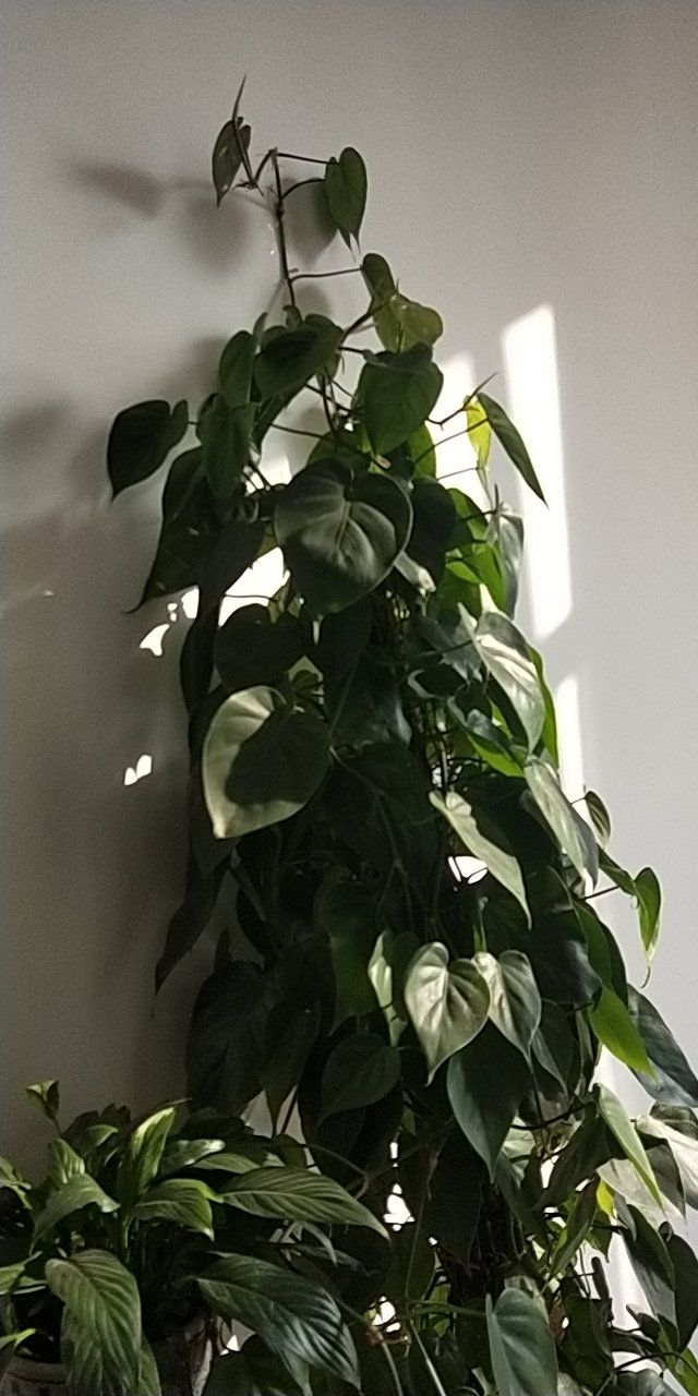 20181212_421854_1544579758848.jpg