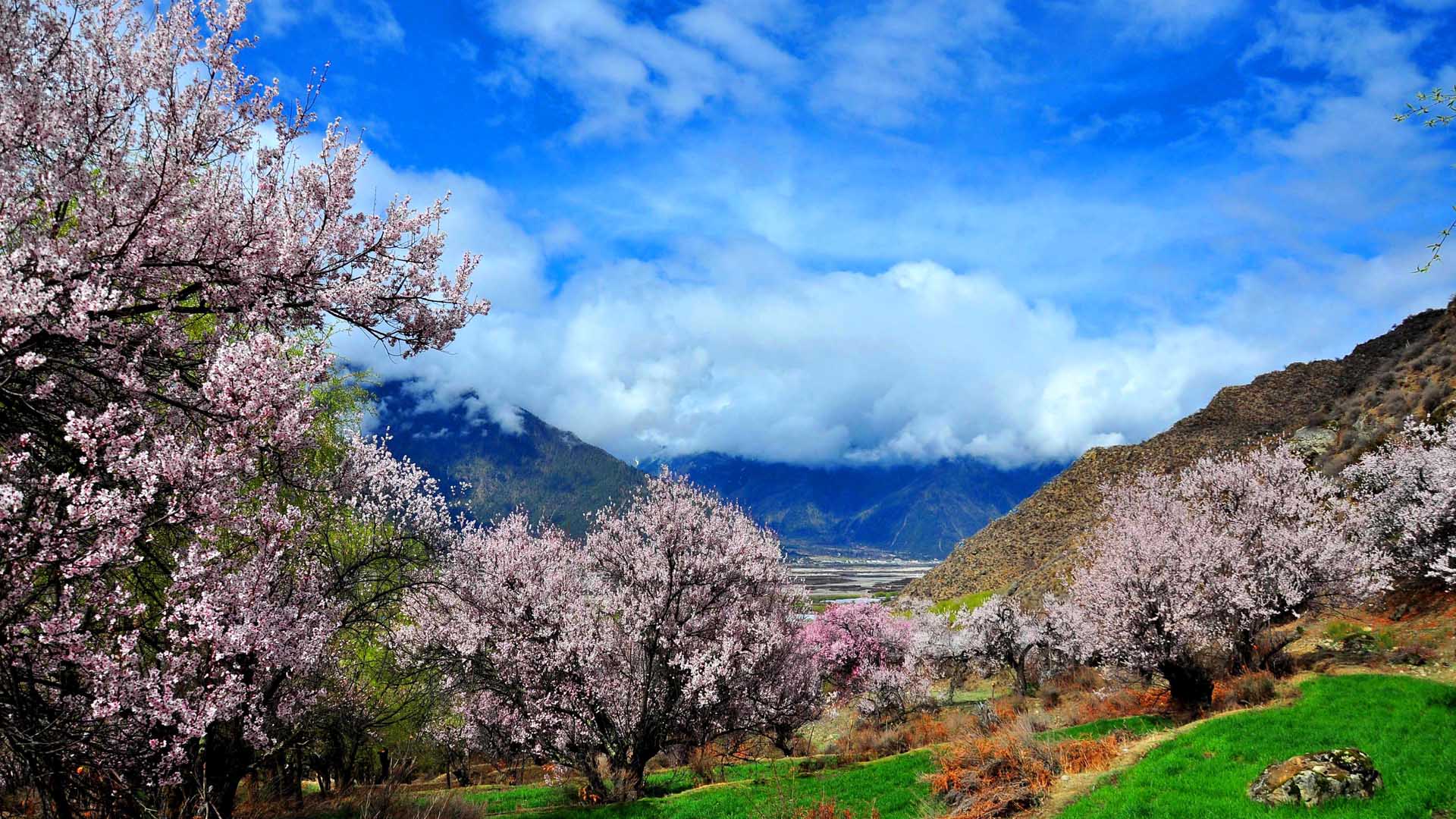 赴一场林芝的桃花盛宴——西藏10天自由行游记及攻略-林芝旅游攻略-游记-去哪儿攻略