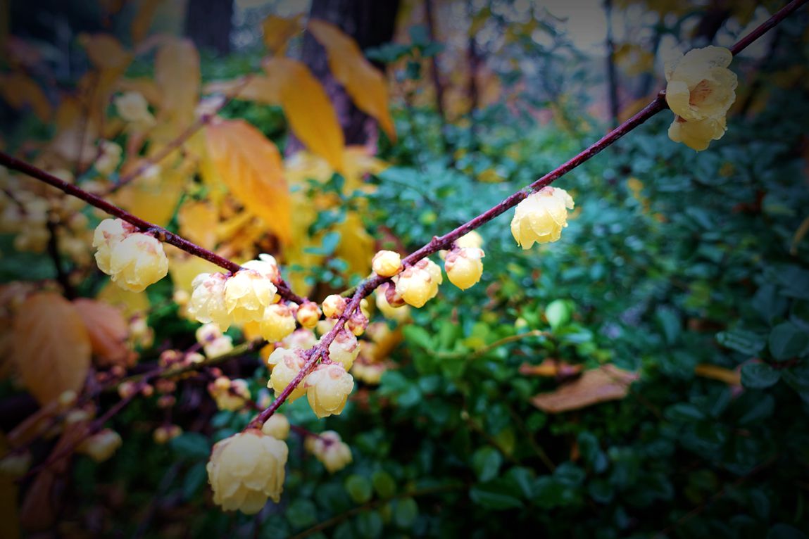 DSC04700.JPG