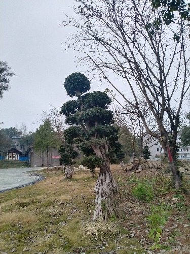 IMG_20190115_181005.jpg