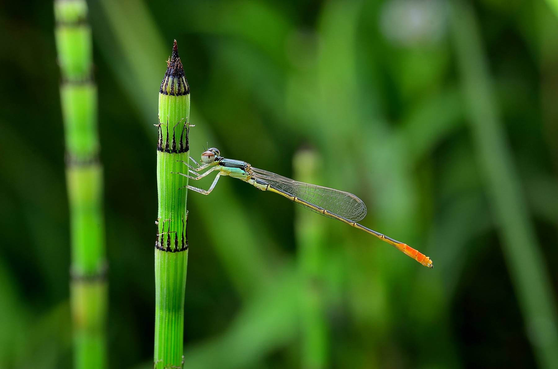 DSC_8107_副本_副本.jpg