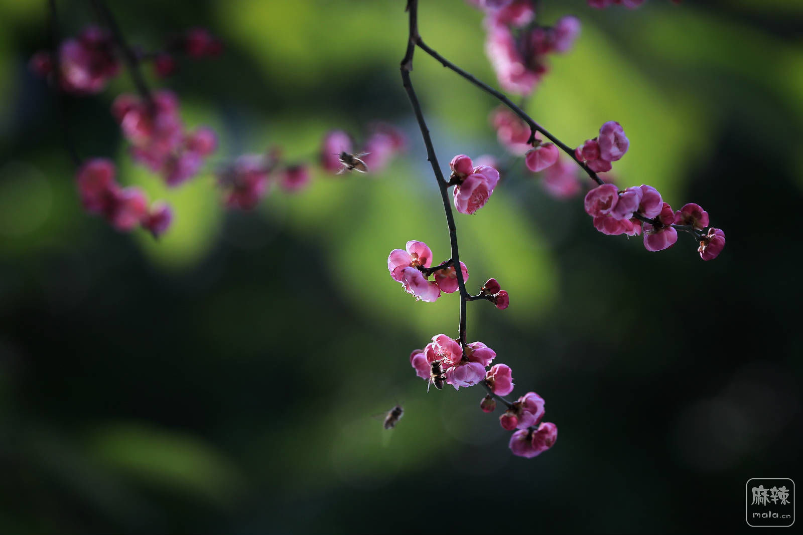 梅花6.jpg