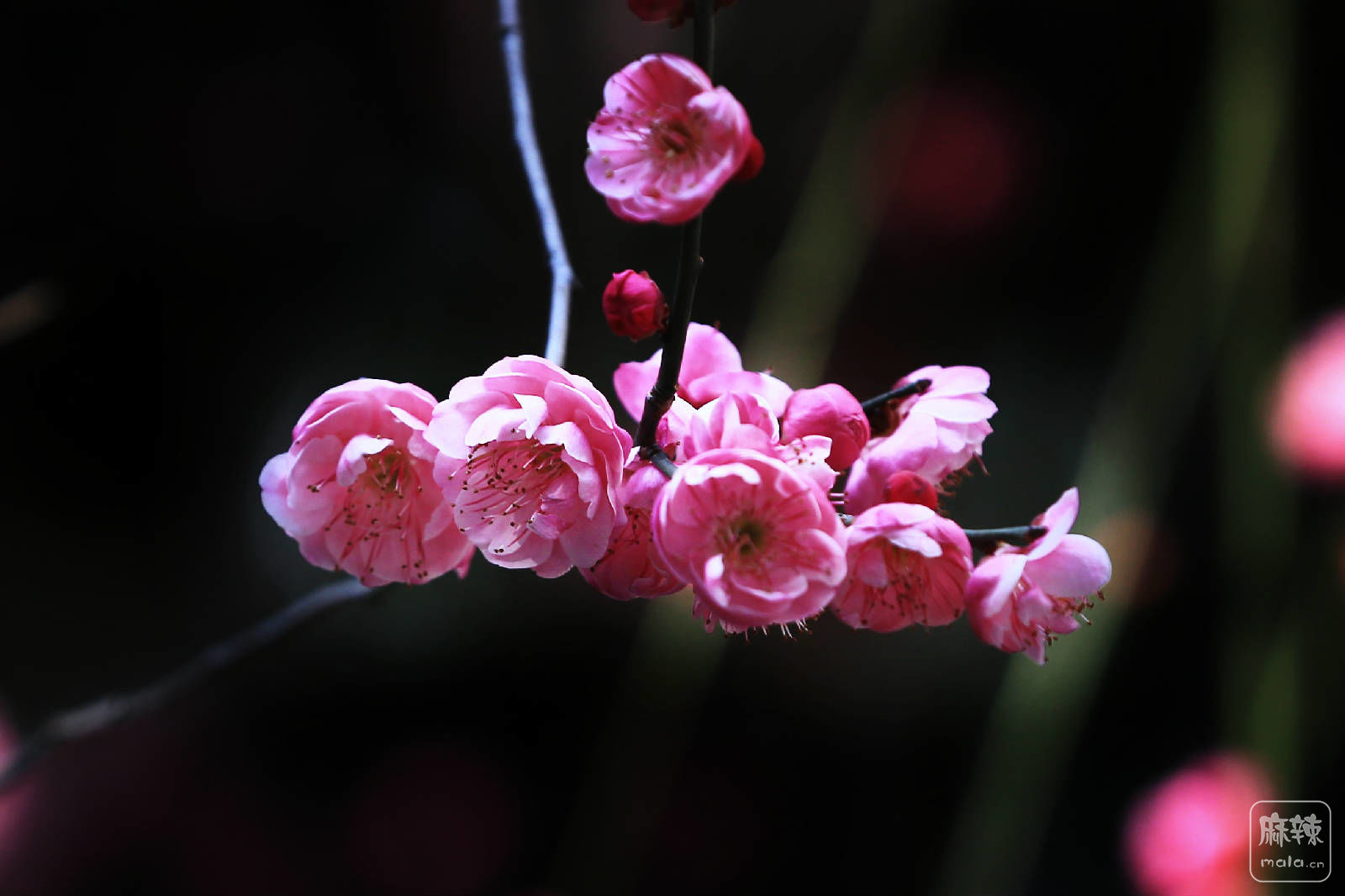 梅花15.jpg