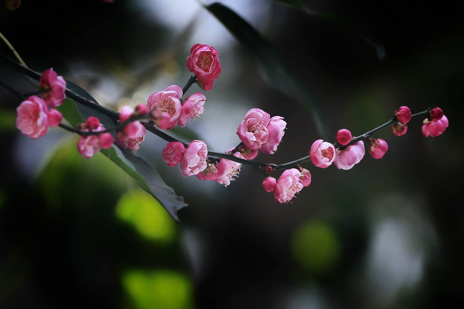 梅花14.jpg