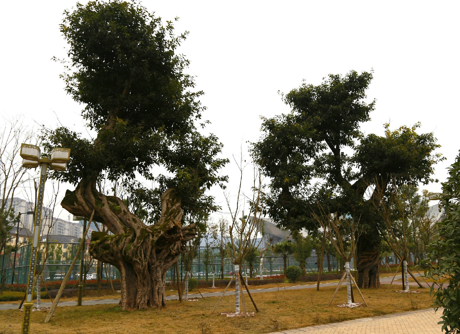 _MG_0089_看图