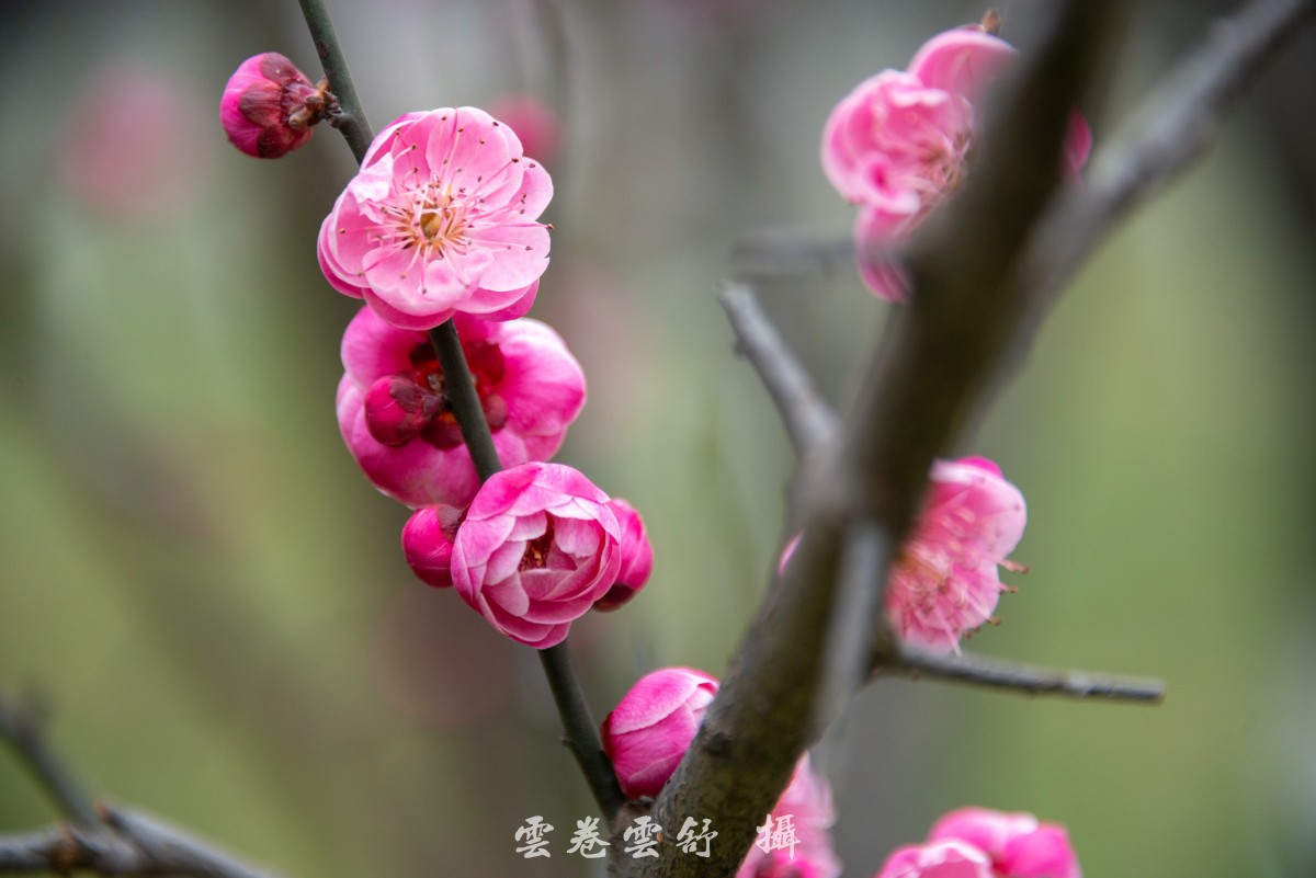 conew__dsc6818.jpg