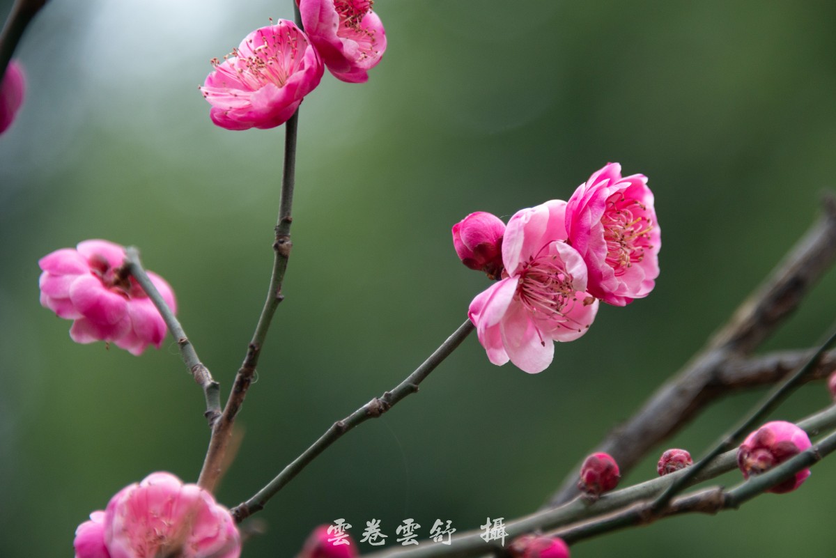 conew__dsc6828.jpg