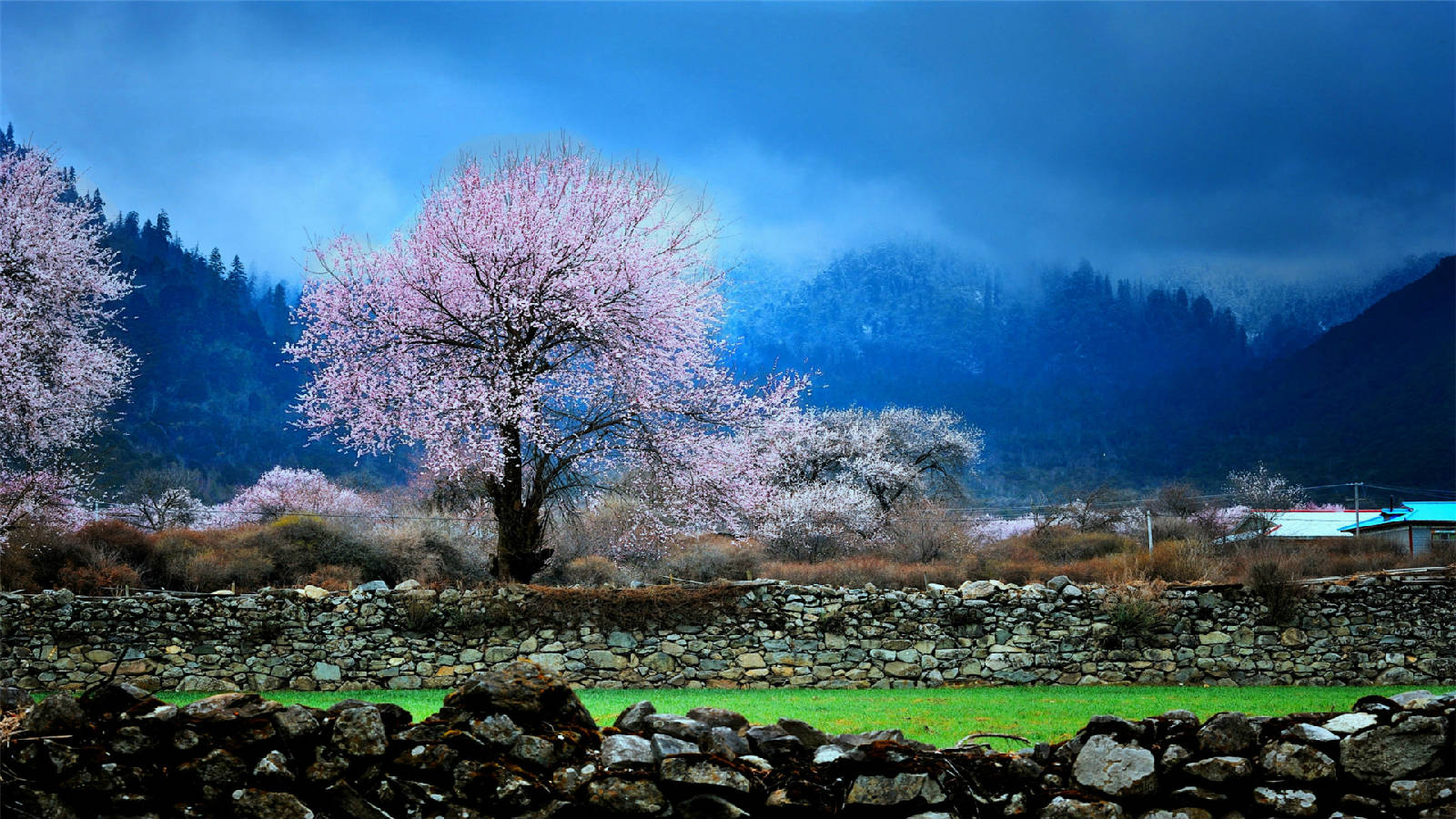 林芝桃花2.jpg