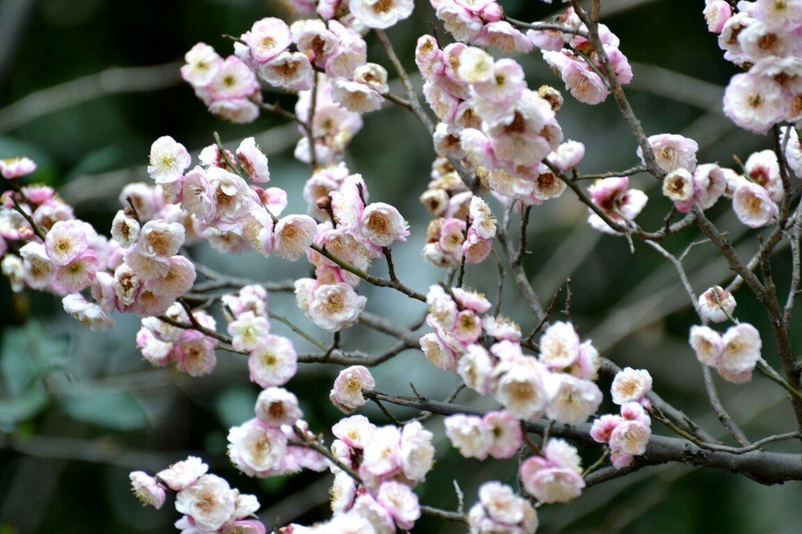 DSC_0012.JPG