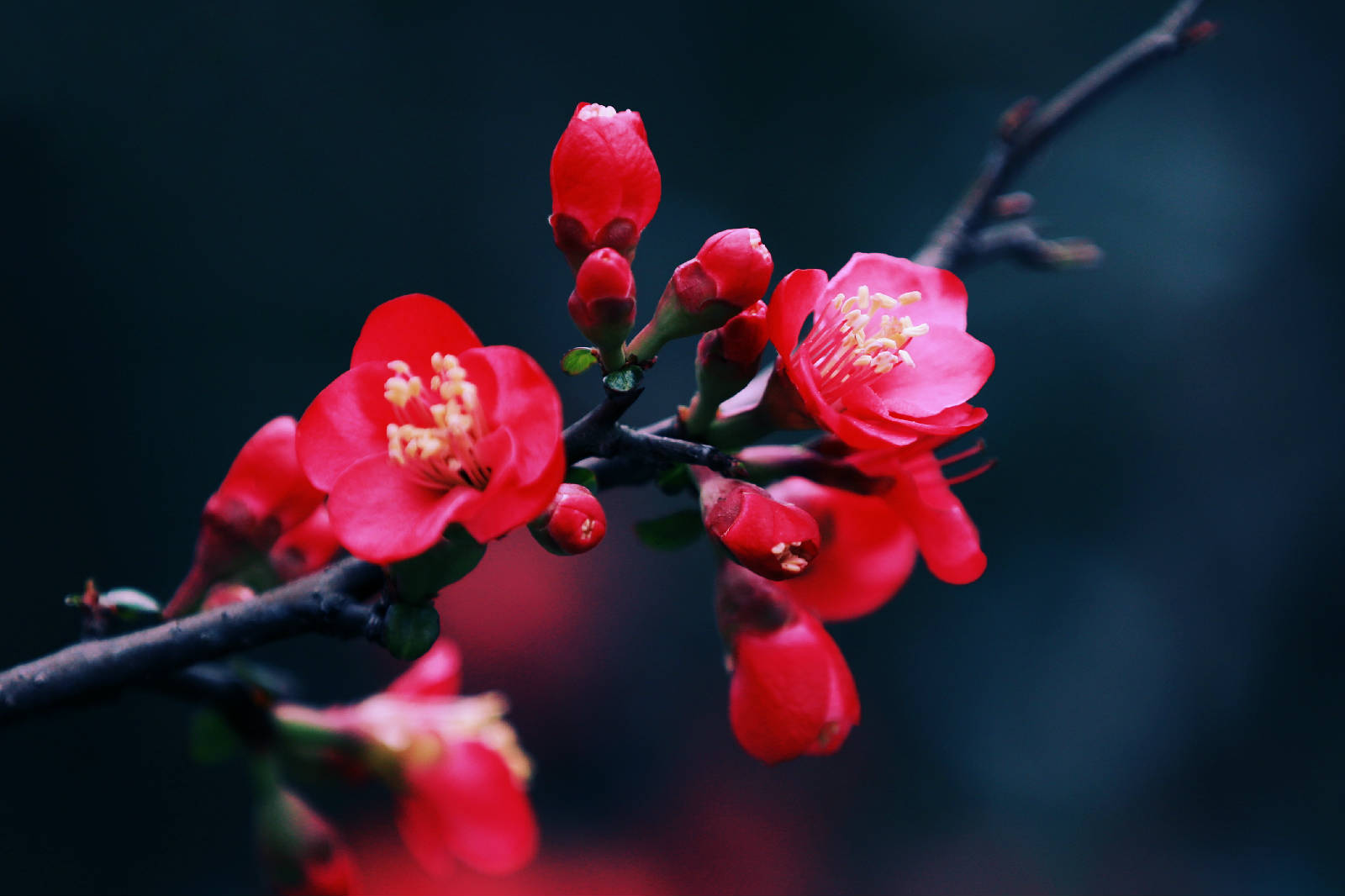 贴梗海棠23.jpg