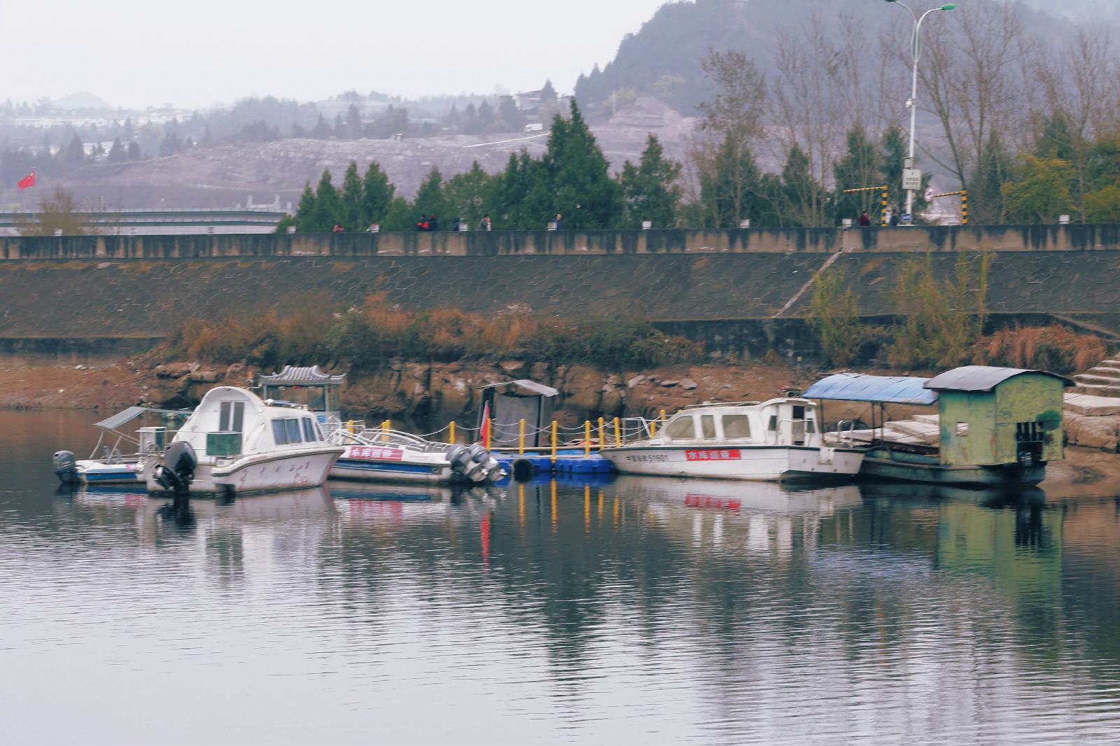 贴梗海棠25.jpg