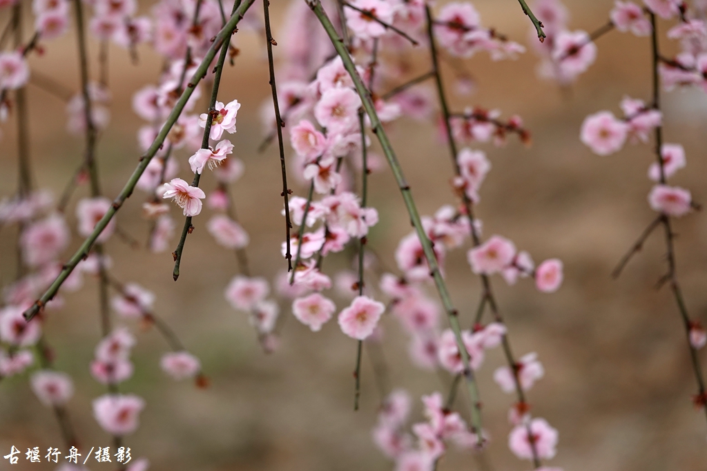 大观问花村赏