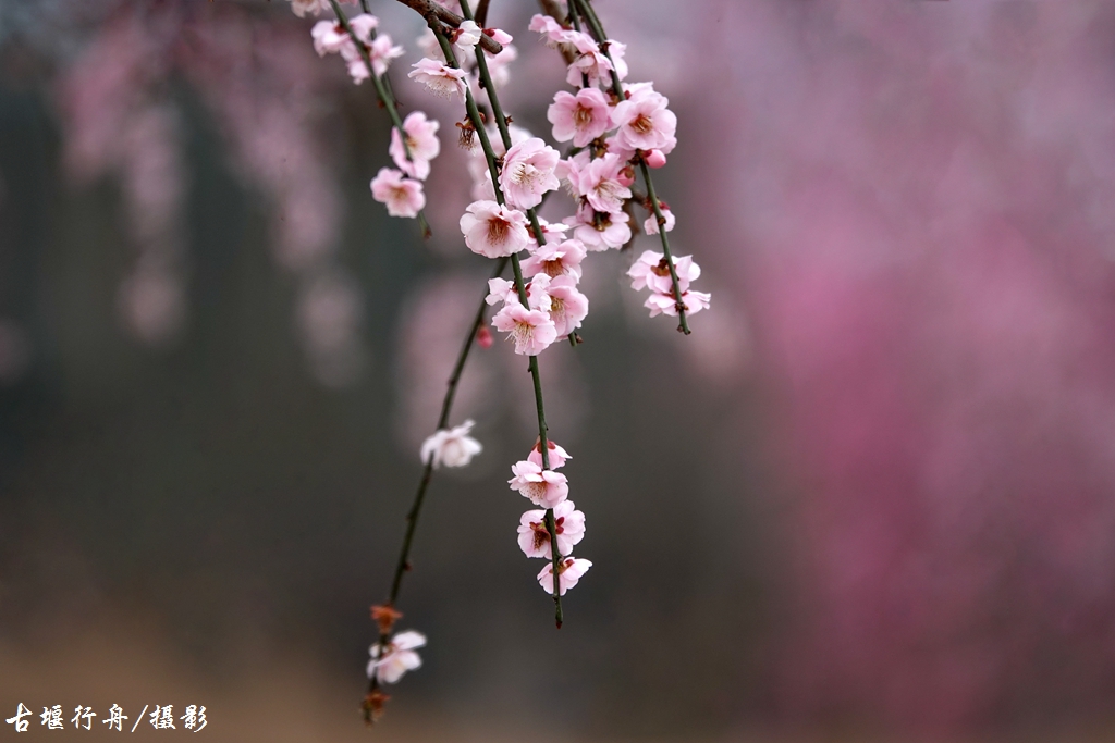 大观问花村赏