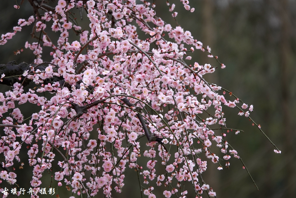 大观问花村赏