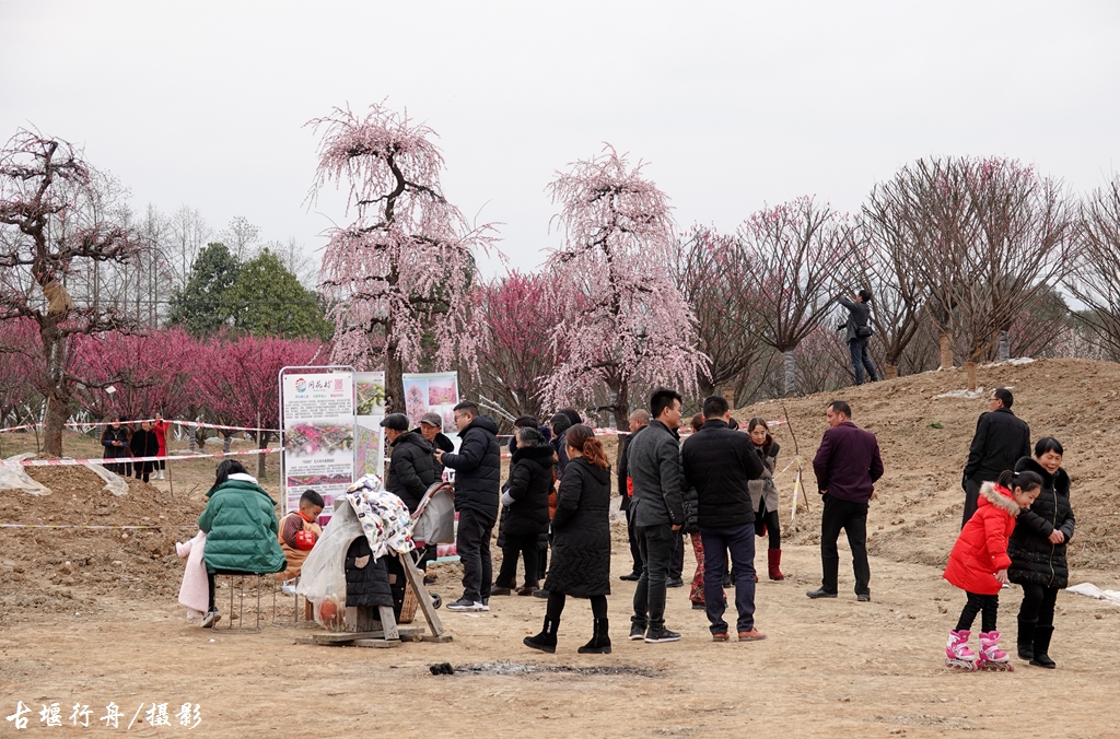 大观问花村赏