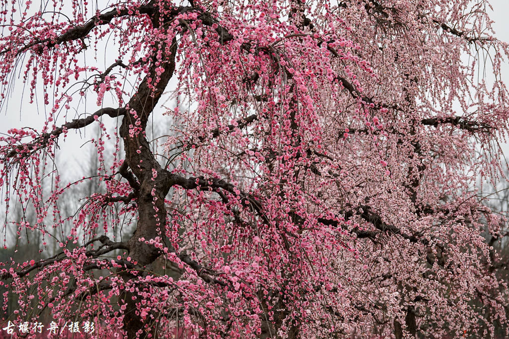 大观问花村赏