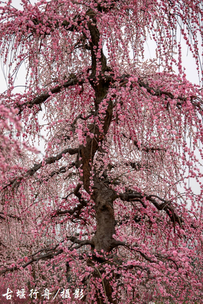 大观问花村赏