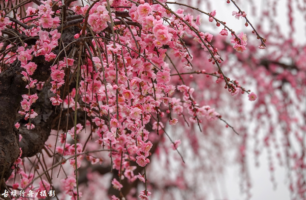 大观问花村赏