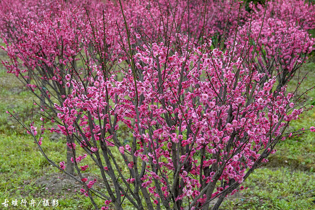 大观问花村赏