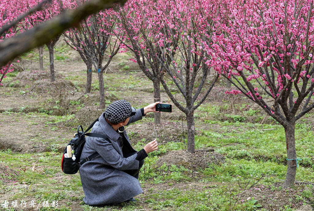 大观问花村赏