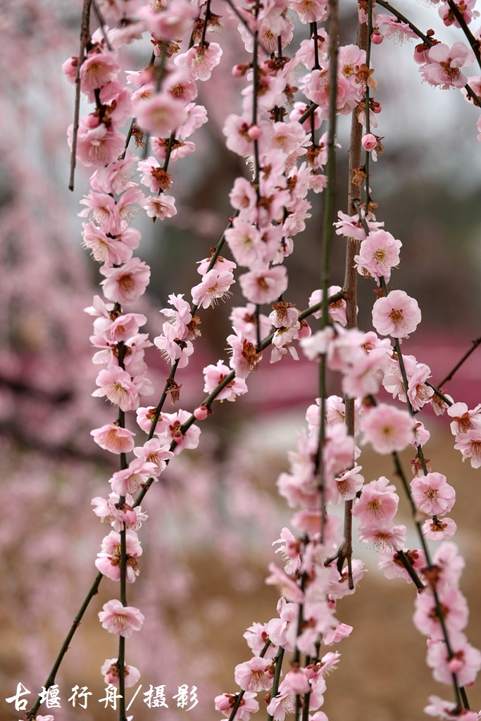 大观问花村赏