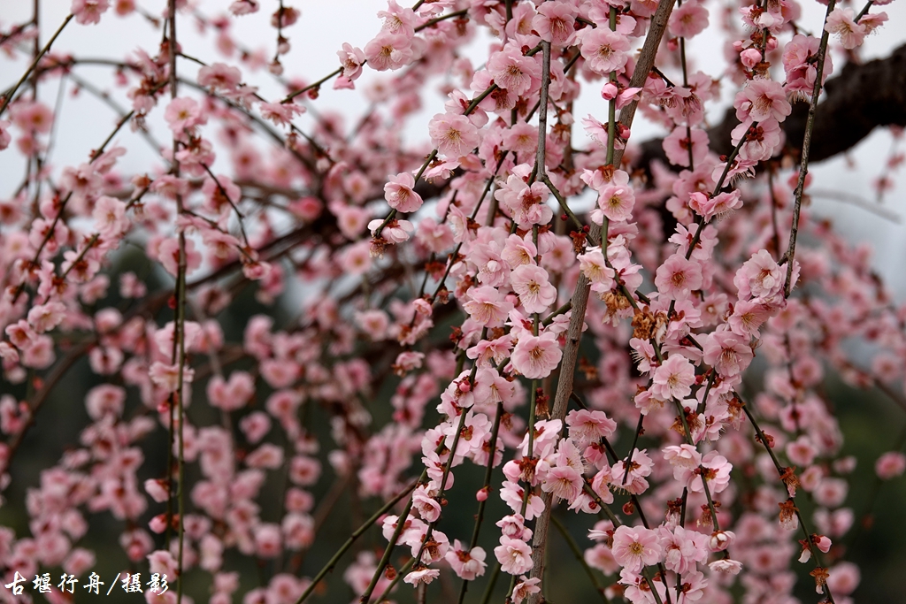 大观问花村赏