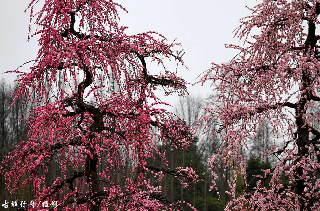 大观问花村赏